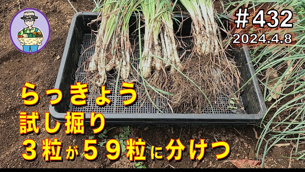 Rakkyo] One month until harvest: A trial dig. Harvesting 59 bulbs