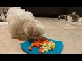 Porque es IMPORTANTE dar FRUTAS y VERDURAS a nuestro PERRO | La Casita de los Shih Tzu