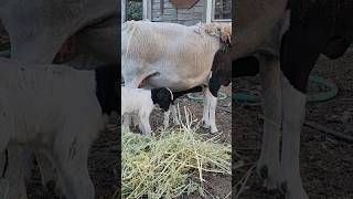 Dorper Sheep gives birth to 2 babies raisingsheep dorpersheep ronnyandbrettany shorts