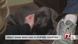 Great Dane with record-breaking litter at NC rescue finds new home, puppies get names