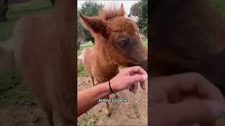 #shorts #funnyhorse #horsememes #2026 #animalchaos #equinehumor #derp