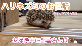 お掃除中のハリネズミは部屋さんぽ中