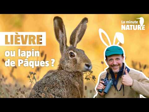 We're following the hare in the middle of the night!