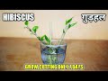 गुड़हल की कटिंग कैसे लगाए | Grow hibiscus from cutting in water | Easiest way to grow hibiscus 🌺🌺