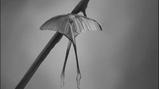 Practice Speed Painting - Comet Moth Profile