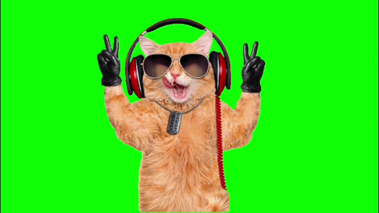 Sad cat dance Green Screen - Free MP4 Download