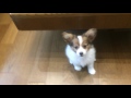 おてんば福ちゃん