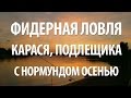 КАРАСЬ, ПОДЛЕЩИК на ФИДЕР с НОРМУНДОМ ГРАБОВСКИСОМ ОСЕНЬЮ. КАК ЛОВИТЬ на ФИДЕР, СОБРАТЬ СНАСТЬ