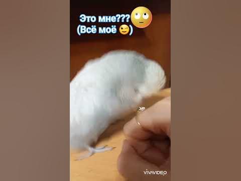 Buklya 🥰 ️ - YouTube