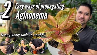 2 EASY WAYS OF PROPAGATING AGLAONEMA | CHINESE EVERGREEN PROPAGATION