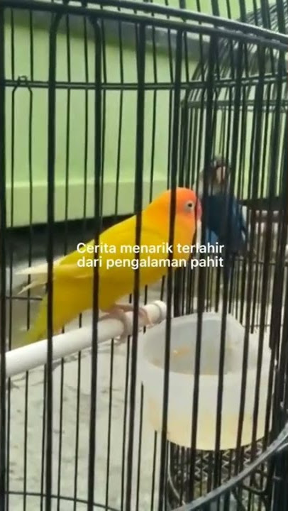 story lovebird fighter