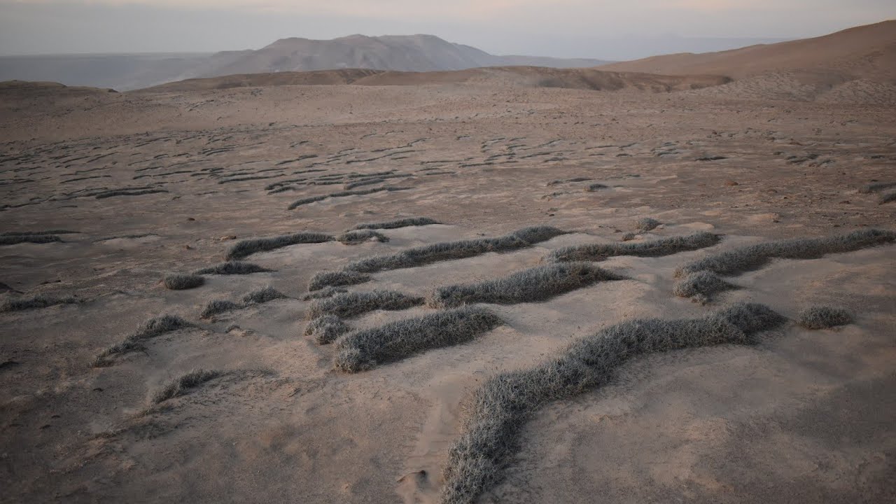 The Plant That Grows in the Driest Desert on Earth - Tillandsia landbeckii