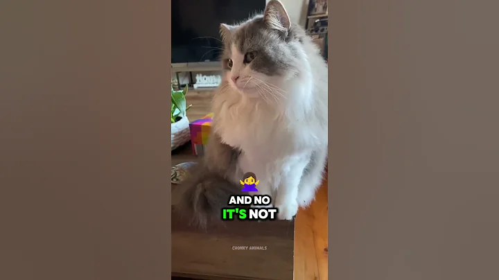 Watch the video about Top 3 BIGGEST Cat Breeds in the World (They're Not What You Expect) 😱 #cat #catbreed #catlovers #usa