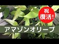 枯れて元気がないアマゾンオリーブを復活させる育て方！