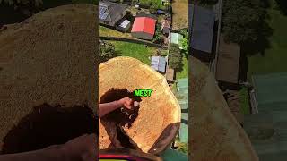 They were HIDDEN in the trunk! #interestingfacts