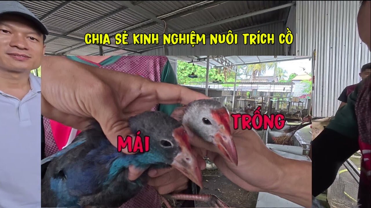 Chia Sẻ Kinh Nghiệm Nuôi Trích Cồ Trực Tiếp Cho Khách,Cách Chọn Trống Mái