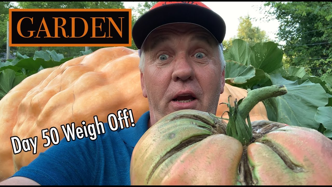 GIANT PUMPKIN Day 50 Weigh Off! + "THE WORM"Tomato 19 days on the vine ?