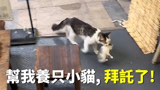 流浪貓媽媽叼着小貓來到店裏，就因為女子以前餵過它幾次...