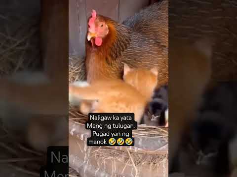 #shortvideo #funnyvideos #youtubeshorts #petstory