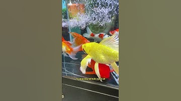 Bạn có biết bộ lọc ba trong một là giải pháp thần kỳ cho bể cá của bạn không? #notashopvn