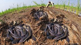 Top Hand Fishing - Skills fisherman catch a lot of fish and pick eggs at dry season in rice field