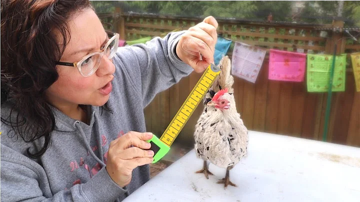 How Much SPACE do Chickens Need?