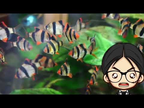 Klasifikasi Ikan Sumatra by M Fatih Ikram