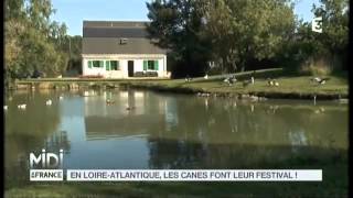 Animaux / En Loire-Atlantique les canes sont leur festival!