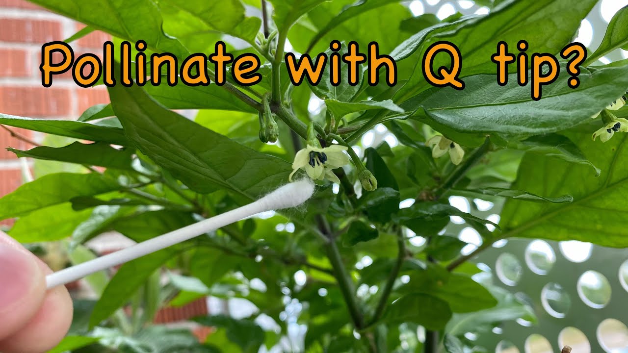 2 easy self pollinate ways for Carolina Reaper YouTube