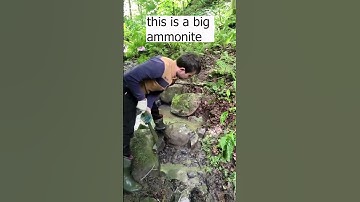 Large fossil in the swamp  #fossils   #rock   #hunting   #mining  #shorts