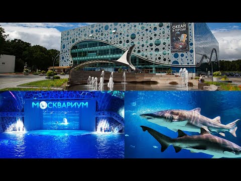 🐬🐠🐟Видео экскурсия тур по #МОСКВАРИУМ на ВДНХ Белухи косатки, Акулы, Рыбы, Крокодилы /Дельфин