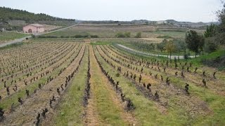 NAVARIDAS TIERRA DE VINOS