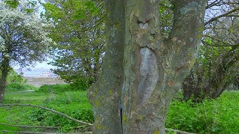 Professional Tree Survey Surrey Sussex Hampshire London