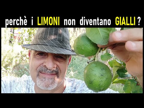 Video: Perché il gruen si chiama gruen?