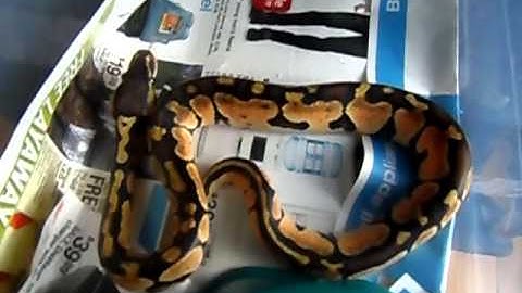 S&LReptiles 11- 13-12 Juvenile Ball Python Collection