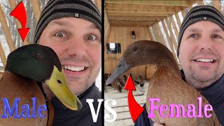 Male Vs Female Ducks  (How to Tell them Apart)