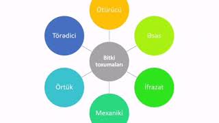 Bitki Toxumaları Ötürücü, Əsas, Mexaniki Toxuma