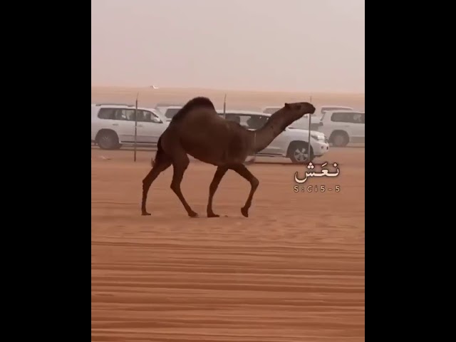 منقية سامي بن هديب