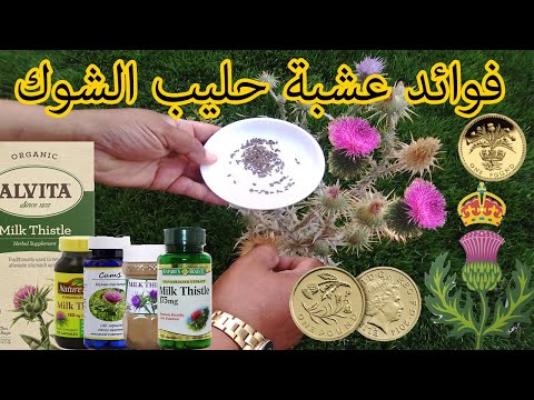 فوائد عشبة حليب الشوك  - Milk Thistle The Amazing Herb for Your Liver