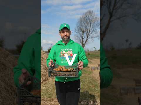 Самый легкий способ выращивания картофеля! Без прополок и окучивания, а урожай отличный
