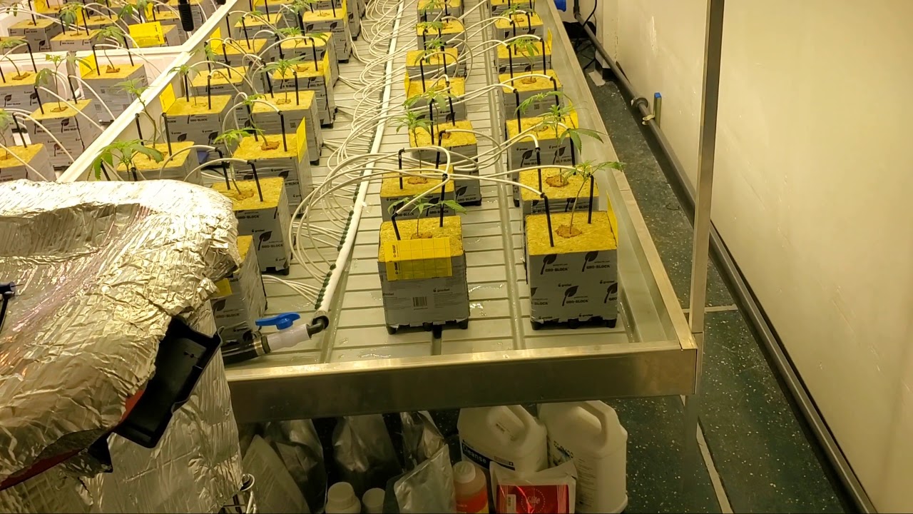 Runtz Monocrop Day 2