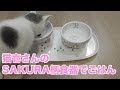 猫壱さんのSAKURA柄フードボウルでごはん