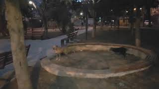 Street dog battle Amimal story by Animal Story 41 views 2 years ago 54 seconds