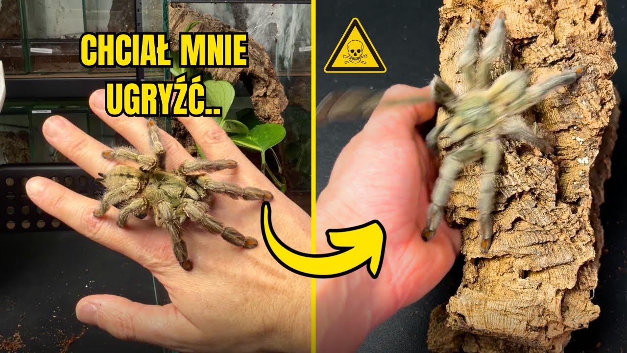 UCIEKAJĄCE PTASZNIKI!! 😱 Chaos przy przekładaniu nowych pająków!