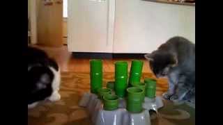 Food puzzles and happy cats