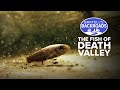 Fish in the desert? Death Valley's little known aquatic life | Bartell's Backroads