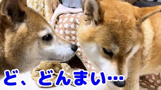 突然猫に怒られてへこむ柴犬が可愛すぎました