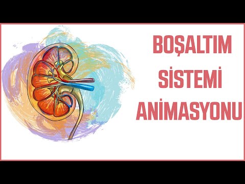 Animasyonlarla Biyoloji ; Glomerulus tek katlı mı çift katlı mı sorunsalı ?