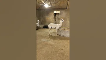 Australian Lama In Abudhabi Zoo Fully Air Conditioned Room Lama Australia Dubai Naturelove 