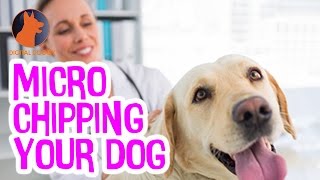 Microchipping Your Dog by Digital Doggy 182 views 7 years ago 1 minute, 50 seconds